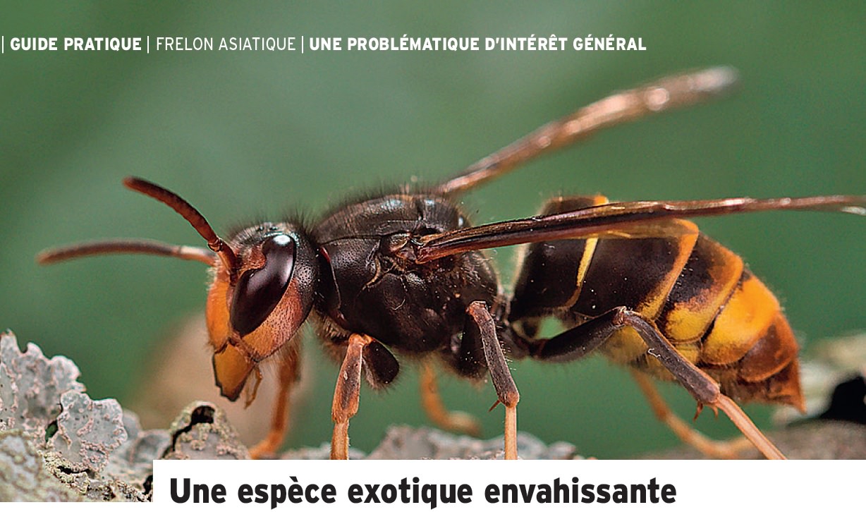 Lire la suite à propos de l’article Piégeage des frelons asiatiques